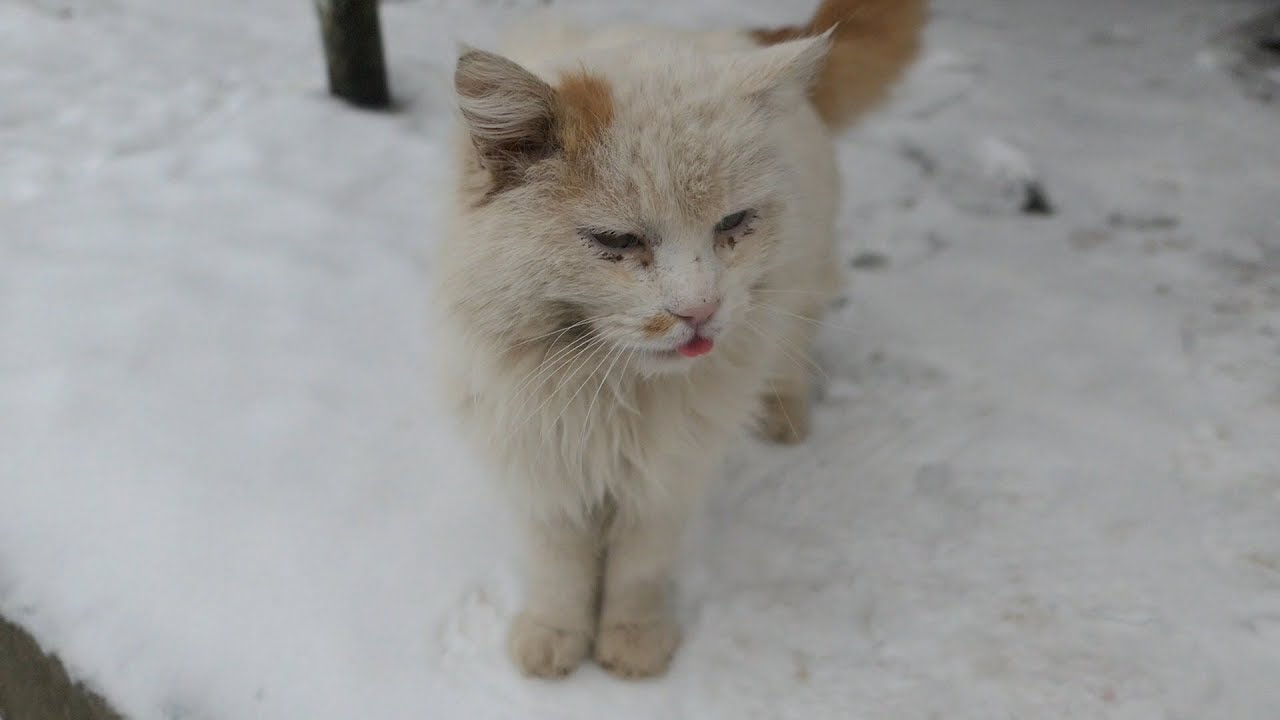 old white cat