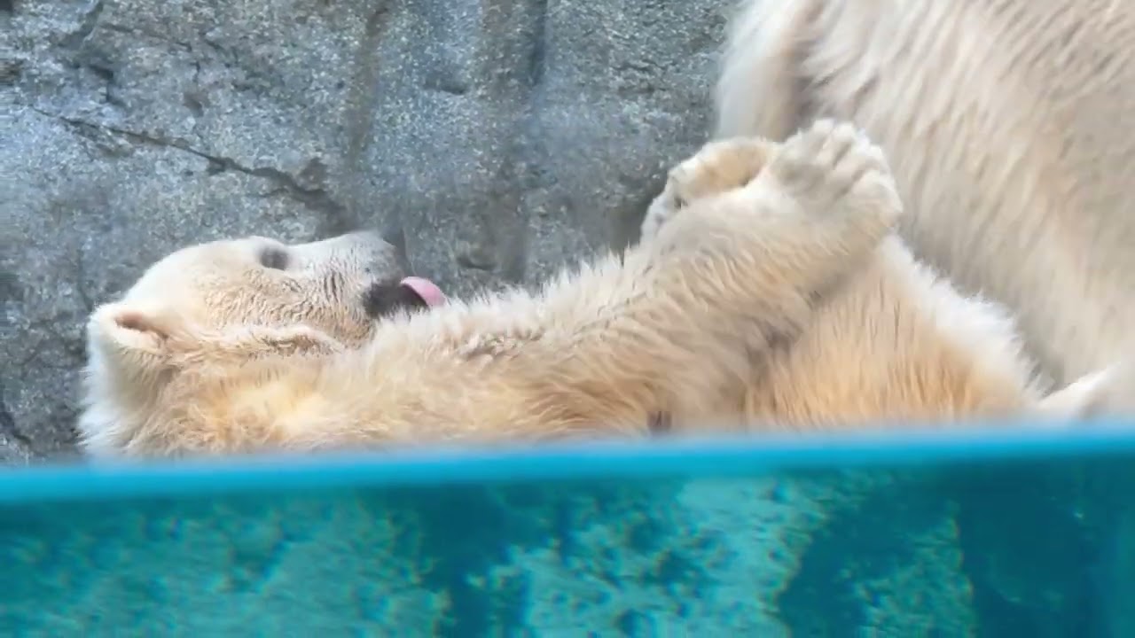 アンヨ〜なモモ太くん☺️ ホッキョクグマ親子 秋田県男鹿水族館GAOに