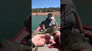 B Buffet Mouth Packed With Shad