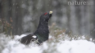 Capercaillie (Tetrao urogallus) in snow, Scotland, UK, December