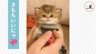 ママのブラッシングで、ふわっふわ😳 かわいくなった子猫ちゃん❤️【PECO TV】