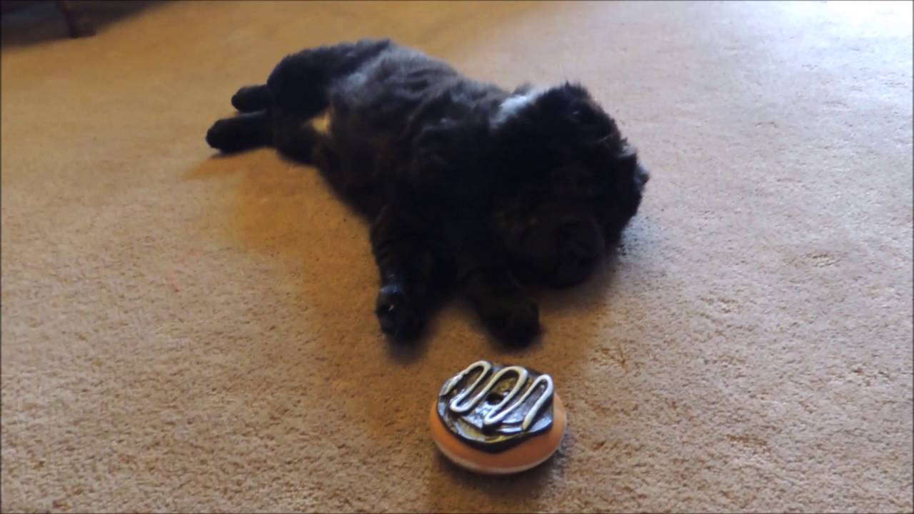 Bear Coat Shar Pei Puppy Mia 9 Weeks Old Youtube