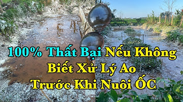 Cách Xử Lý Ao Phèn Trước Khi Nuôi Ốc Bươu Đen! Giống Ốc Bươu Đen, Ốc Giống Lâm Đồng: 0812480000