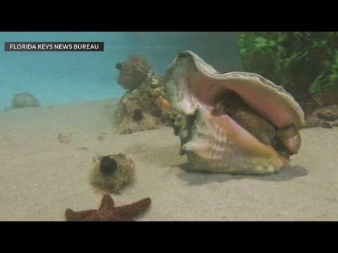 Florida Keys "groundhog" conch predicts 6 more weeks of winter
