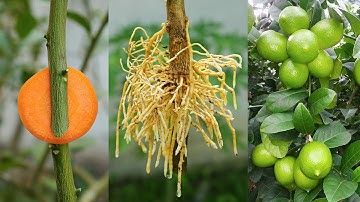 🌿Great method of propagation lemon tree using carrot🥕- Ready to grow your own lemon trees at home?