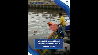 Viral Video: Crocodile Carries Boy's Body Home to Muara Jawa