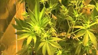 my uncles garden 420 flowering part 2