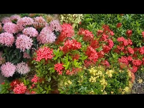 Video: Info Tanaman Oleander - Cara Merawat Perdu Oleander