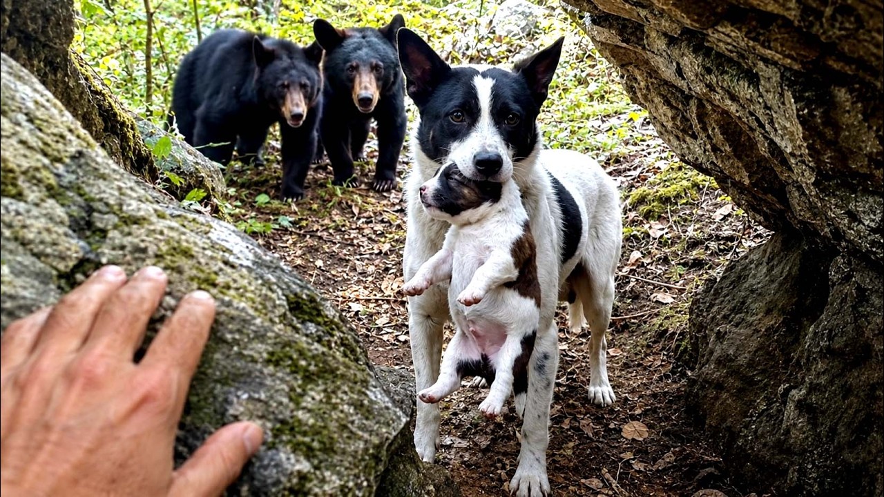 I Came Across a Dog Mom Moving Her Puppies in the Deep Forest — The ...