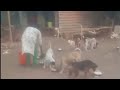 🐾120 🐕🐶🐕 பிள்ளைகளுக்கு   உணவளிக்க உதவுங்கள் 🙏🐾🙏🐾🙏 #straysavioursindia01