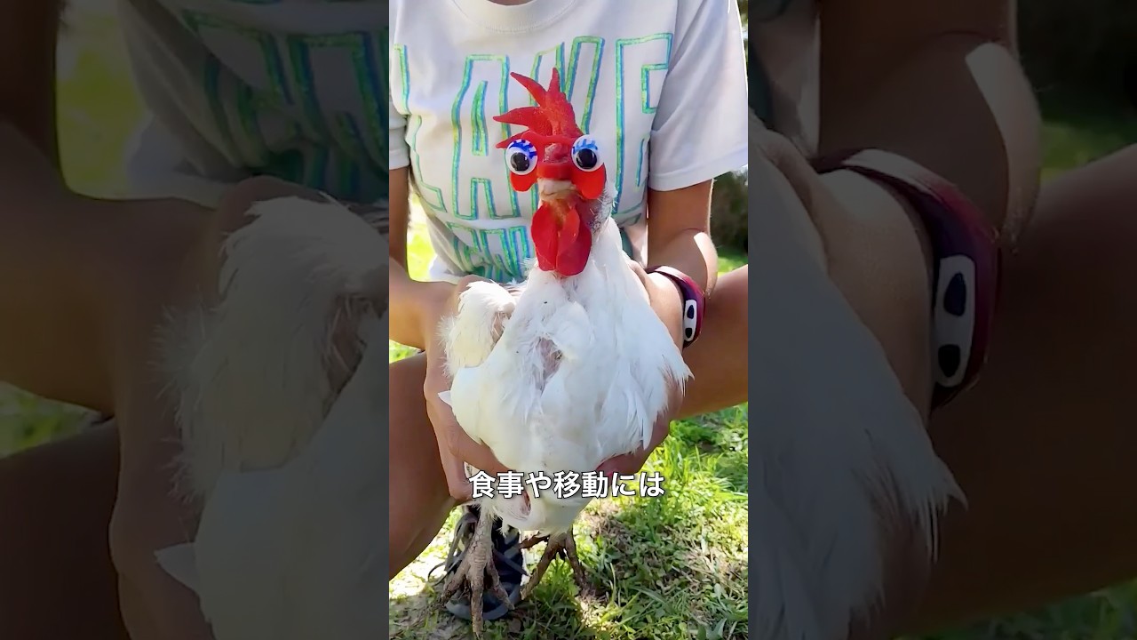 ニワトリのメガネ