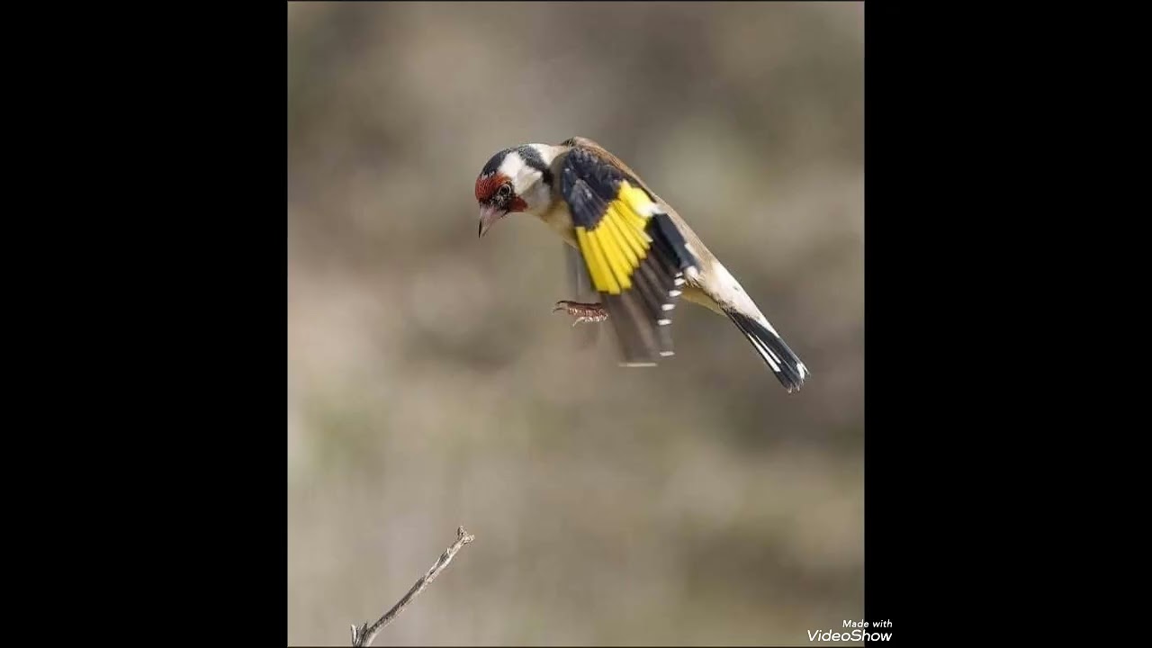 أسمع تغريد مقنين جزائري قديم  ....أصلي ....🇩🇿 بصحتكم 