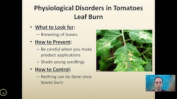 Physiological Disorders in Tomatoes