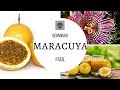 COMO GERMINAR SEMILLAS DE MARACUYA || FRUTA DE LA PASION || PASSIFLORA EDULIS