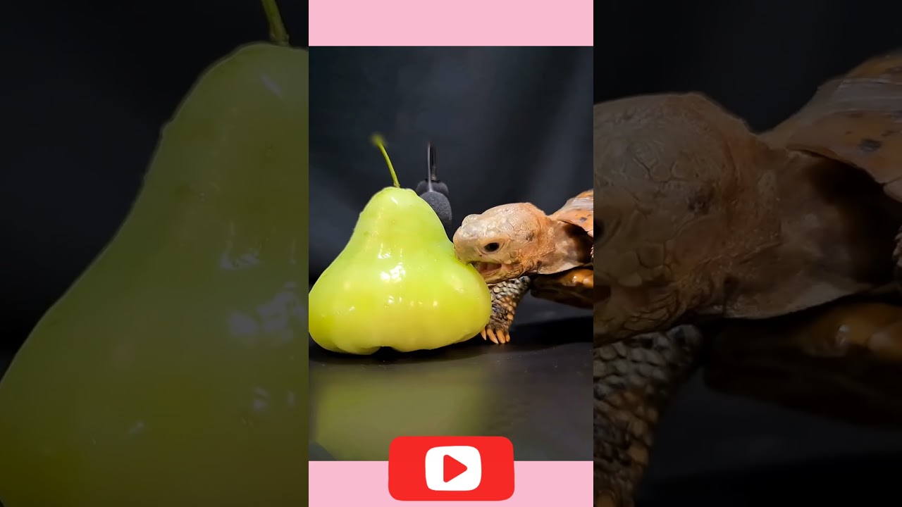 ASMR Mukbang Eating Bell Fruit 🔔 Turtle Tortoise