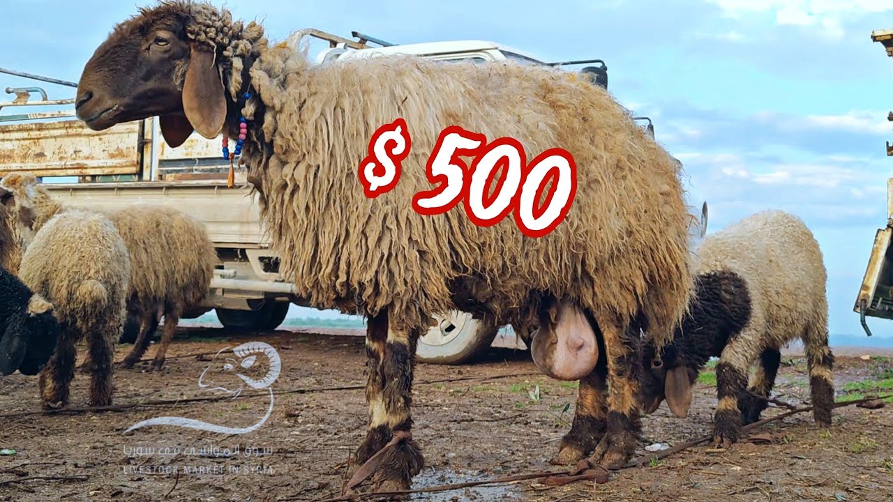 20 فبراير 2024 سوق الغنم الثلاثاء معرة مصرين ( غنم الحليب / أسعار اللحم/ ماعز عشار / بازار الخامي )