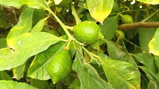 أهم خطوة للحصول على ثمار جيدة في شجرة الليمون 🌳🍋&amp; العناية بأشجار الحمضيات أثناء الإثمار🌱