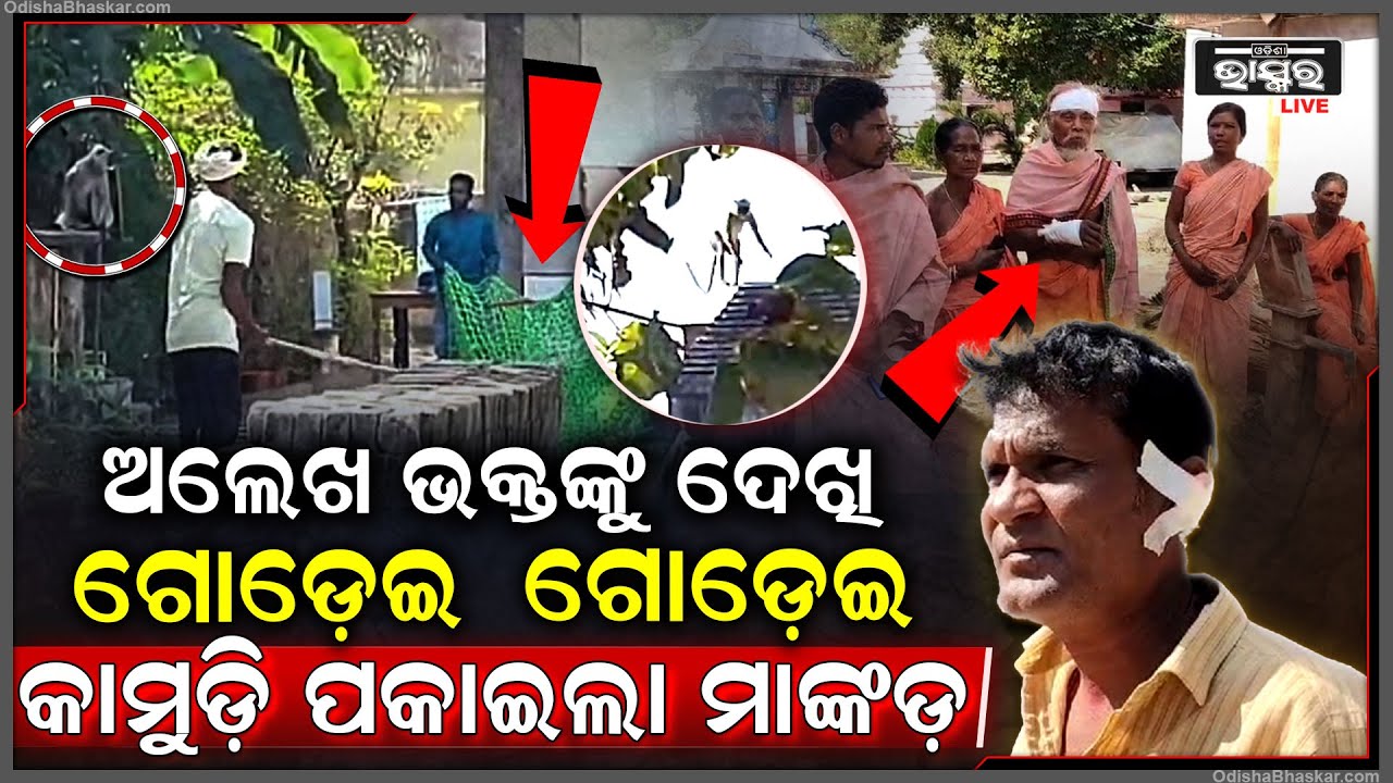 ଗୋଡେଇଲା ପାଗଳ ମାଙ୍କଡ ଧାଇଁଲେ ଅଲେଖ ଭକ୍ତ .... ସହର ମଧ୍ୟରେ ମାଙ୍କଡ ଆତଙ୍କ .. ୧୮ ଲୋକଙ୍କୁ ରକ୍ତାକ୍ତ