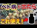 【最強アイテム!】玉ねぎ栽培でベト病が発生した時、する前にも効く農家が使う方法を伝授!長年困っていた人もこれ使えばなんとかなります