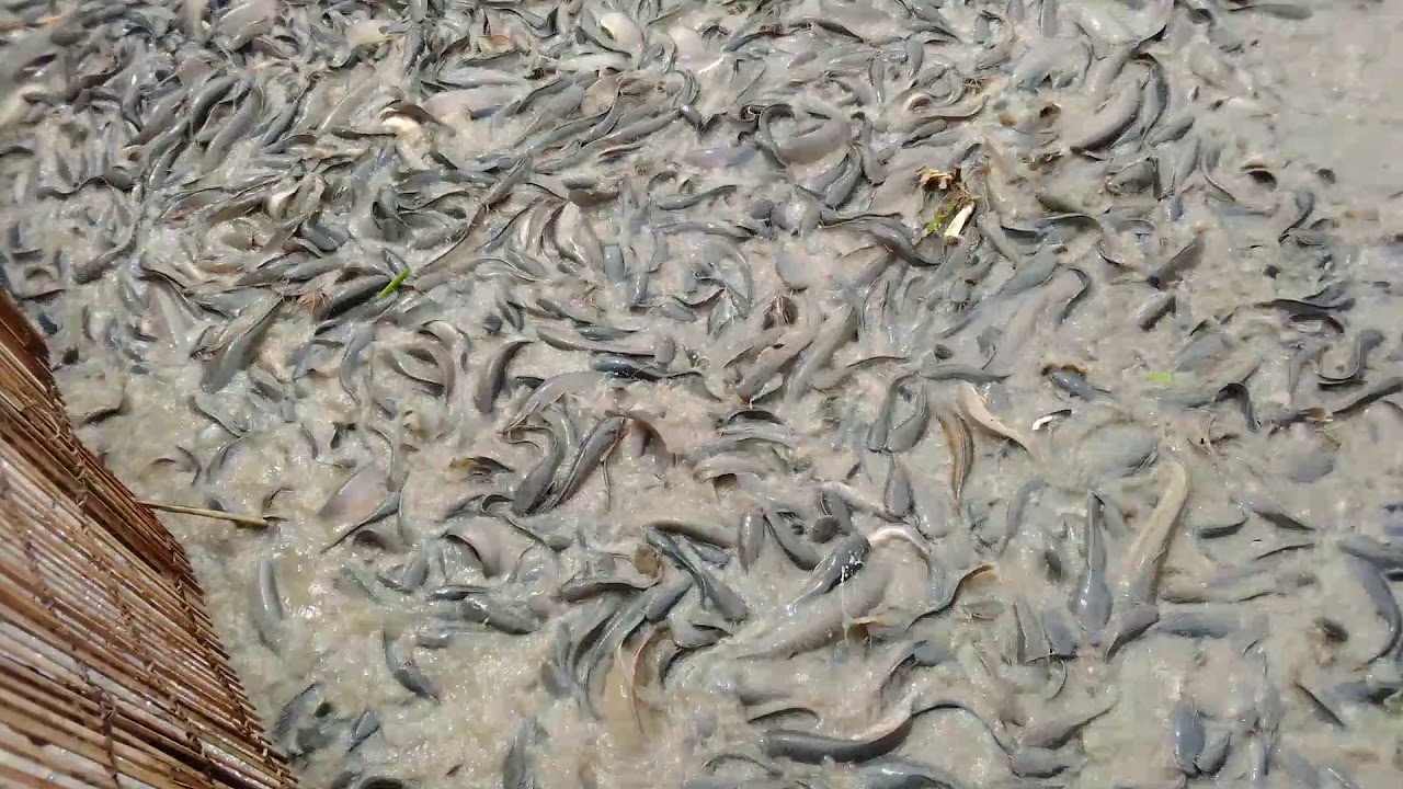Isoko fishing experience - YouTube