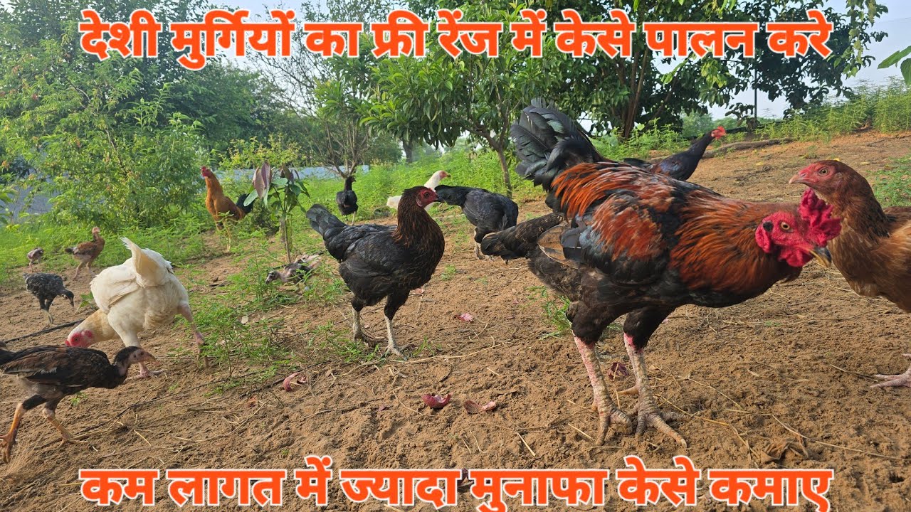 कम लागत में देसी मुर्गी पालन केसे करे पार्ट 3 । Desi murga farm blog 3 