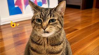 Impossible Not to Laugh at These Cats 🤣😹 | Cat Compilation 🐈 screenshot 3
