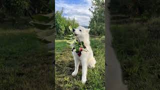 Apple picking! ๐๐๐ถ #shorts #puppy #dog #samoyed Apple picking! ๐๐๐ถ #shorts #puppy #dog #samoyed