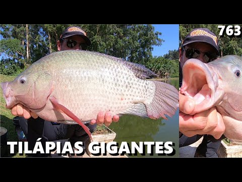 Pescaria de Tilápias no Taquari com Equipamentos Leves (FISHINGTUR #763)