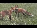 Sly foxes pull off familiar heist in Pennsylvania neighborhood