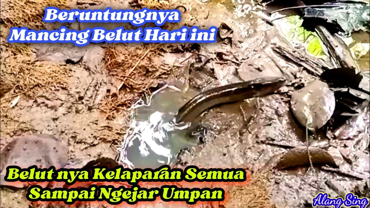 Beruntungnya Mancing Belut Hari ini Belutnya Ganas Semua~Mancing Belut Ganas~Eel fishing