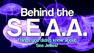 Behind the SEAA: Sea Jellies Part 02