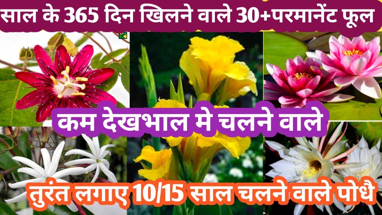 September मंथ मे लगाए पूरा साल खिलने वाले 30+ परमानेंट फूल Parmanent Flowering Plant/Winter Flower