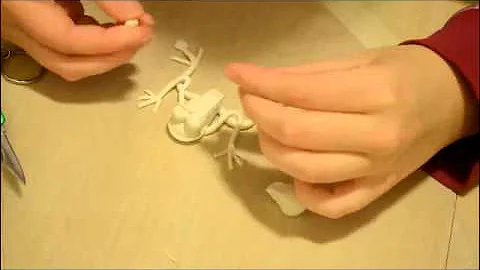 Time-Lapsed clay frog