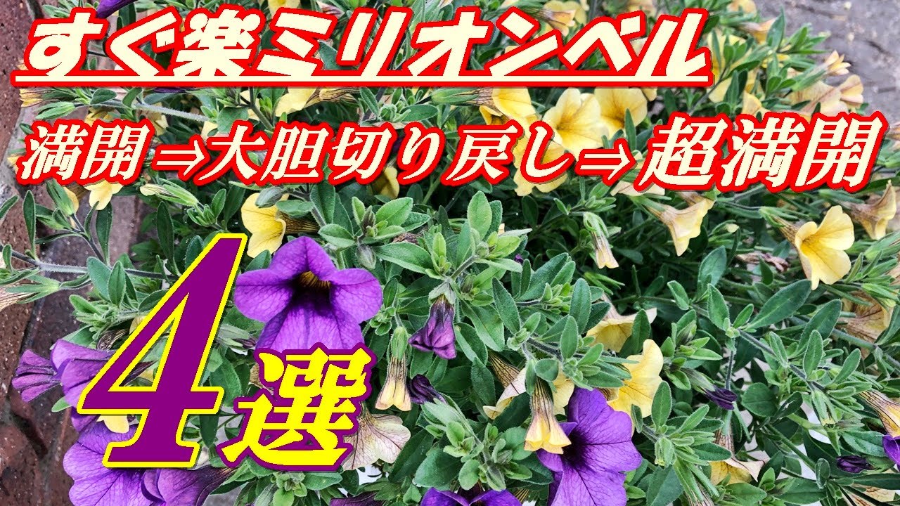 花 すぐ楽ミリオンベルの育て方 切り戻し Youtube