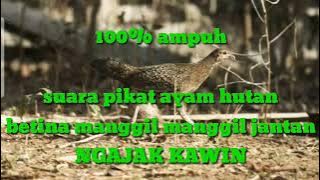 suara pikat ayam hutan betina memanggil jantan@huntingfishing6095