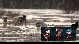 The Midwestern Odyssey Pt 3 Group Separationchased By Wolves