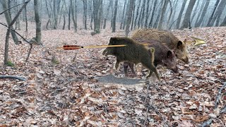 Hunting 3 wild boar with one arrow