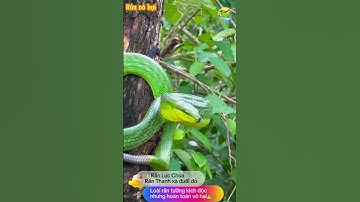 Rắn lục chúa- Loài rắn tưởng kịch độc nhưng hoàn toàn vô hại🐍