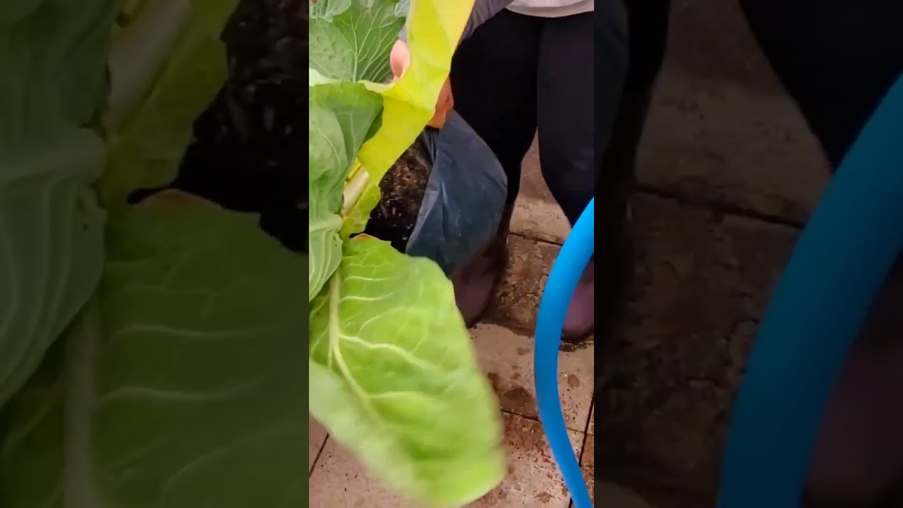 Harvesting Container Grown Heart Cabbage 