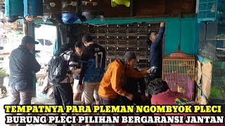 Download Lagu UPDATE HARGA BURUNG JENIS PLECI PILIHAN BERGARANSI JANTAN DIKIOS RAJA KICAU PASAR BURUNG PRAMUKA MP3