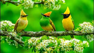 🎹 Relaxing Piano & Birdsongs 🕊️ Gentle Nature Escape for Meditation & Inner Peace