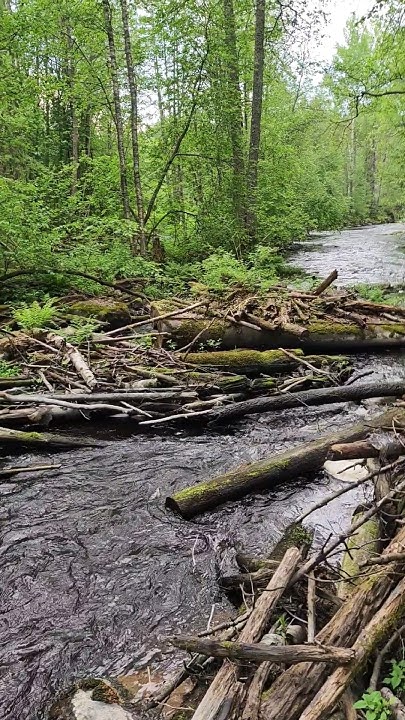 Как выглядит БОБРИНЫЙ ЖК - YouTube