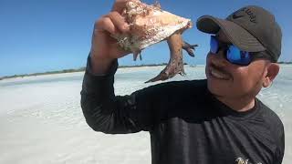 Friendliest conch ever!!! Long Island Bahamas.