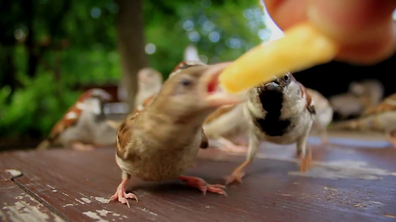 Sparrows eating French fries YouTube