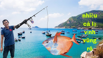 cần thủ của team câu nhiều cá độc lạ trên vịnh vũng rô tàu không số phú yên ,địa điểm câu cá đẹp mắt