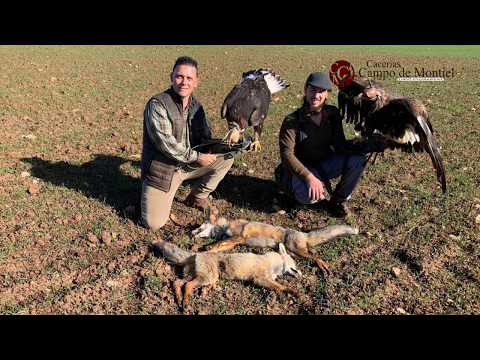 CETRERÍA CAZANDO ZORROS CON ÁGUILA REAL