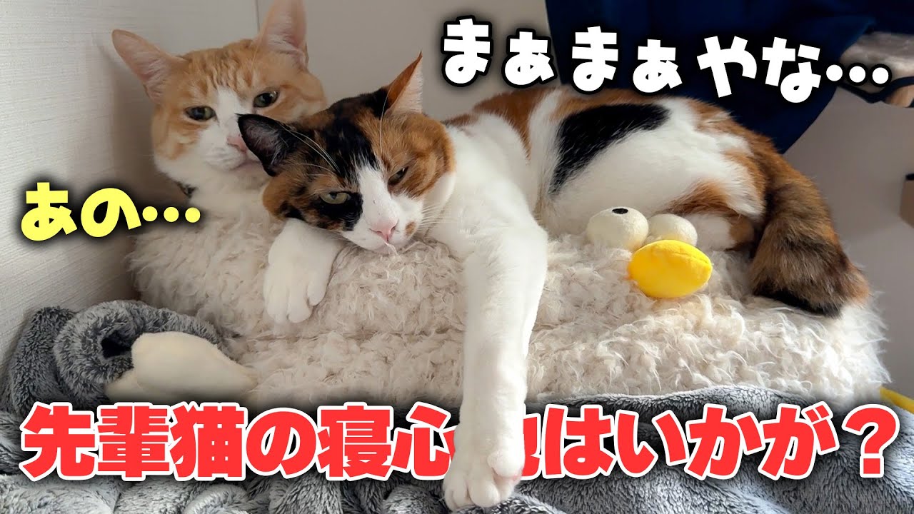 There was a calico cat who only thought of his senior cat as a bed