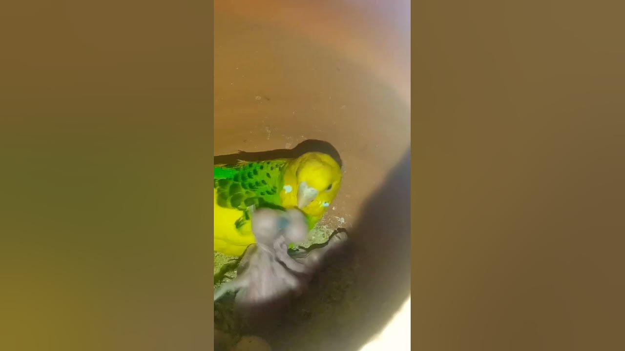 Babysitting youtubeshorts viral birds youtube