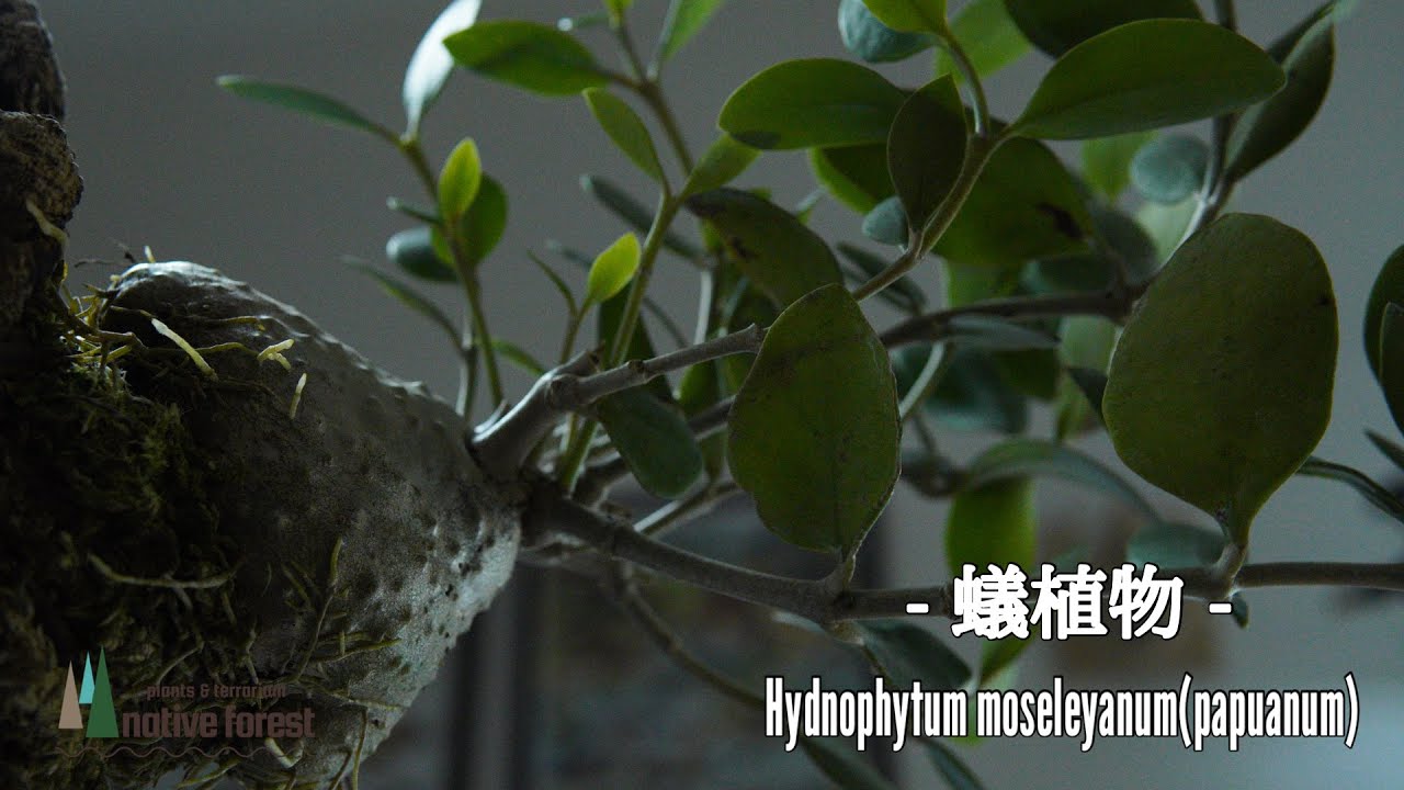 [ 熱帯植物 ] めちゃくちゃカッコいい蟻植物を紹介！！（草わるん購入株）