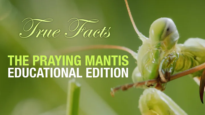 True Facts Praying Mantis: Educational Edition